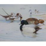 Shirley Anne Webb (20th century), watercolour and gouache on paper, Long Tailed and Scaup ducks by