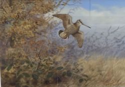 Richard Robjent (b. 1937), watercolour and gouache on paper, Snipe in flight, signed, 25 x 35cm