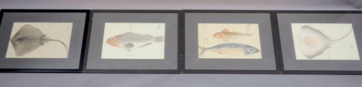 Four 19th century Japanese paintings of fish,including a skate and a wrasp, the fish possibly have