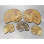 Five fossilised sectional ammonites