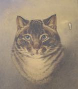 19th century English School, watercolour, Portrait of a tabby cat, 34 x 27cm, maple framed