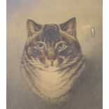 19th century English School, watercolour, Portrait of a tabby cat, 34 x 27cm, maple framed