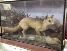 An early 20th century taxidermic fox catching a rabbit, 110 x 65cm