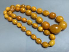 A single strand graduated oval amber bead necklace, 82cm, gross weight 120 grams,largest bead