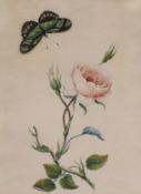 A Victorian watercolour, botanical study of a rose with an applied painted butterfly, 31 x 23cm