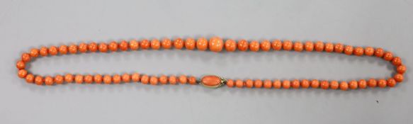 A single strand graduated coral bead necklace, with coral mounted yellow metal clasp,63cm, gross