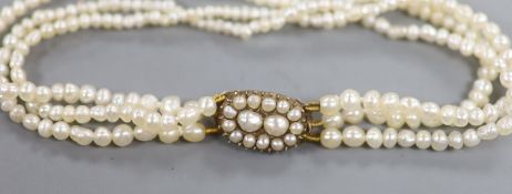 An Edwardian triple strand seed pearl bracelet, with yellow metal and seed pearl set clasp,17cm.
