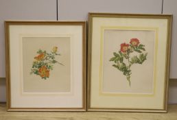 English School, two watercolours, Botanical studies of roses, largest 30 x 24cm
