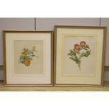 English School, two watercolours, Botanical studies of roses, largest 30 x 24cm