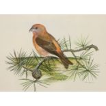 Peter Hayman (1930-), watercolour, Crossbill on a pine branch, signed, 23 x 30cm