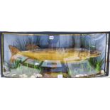 A late Victorian taxidermic pike, cased, width 96cm