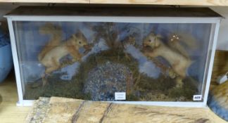 A glazed case of two taxidermic red squirrels, overall 72 x 36cm