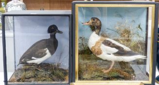 A taxidermic shelduck and a taxidermic tufted duck, each in glazed case, largest 58.5 x 48cm