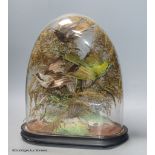 A 19th century group of three taxidermy Birds of Paradise, under glass dome, height 34cm