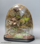 A 19th century group of three taxidermy Birds of Paradise, under glass dome, height 34cm