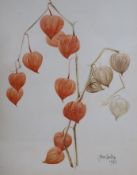 John Skelton, watercolour, Study of a Chinese lantern plant, signed and dated ’83, 30 x 24cm
