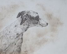 Modern British, etching, Study of a whippet's head, indistinctly signed and numbered 6/10, 20 x