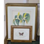 J.Nugent Fitch after B.S.Williams, a set of seven coloured lithographs, Studies of orchids, 29 x
