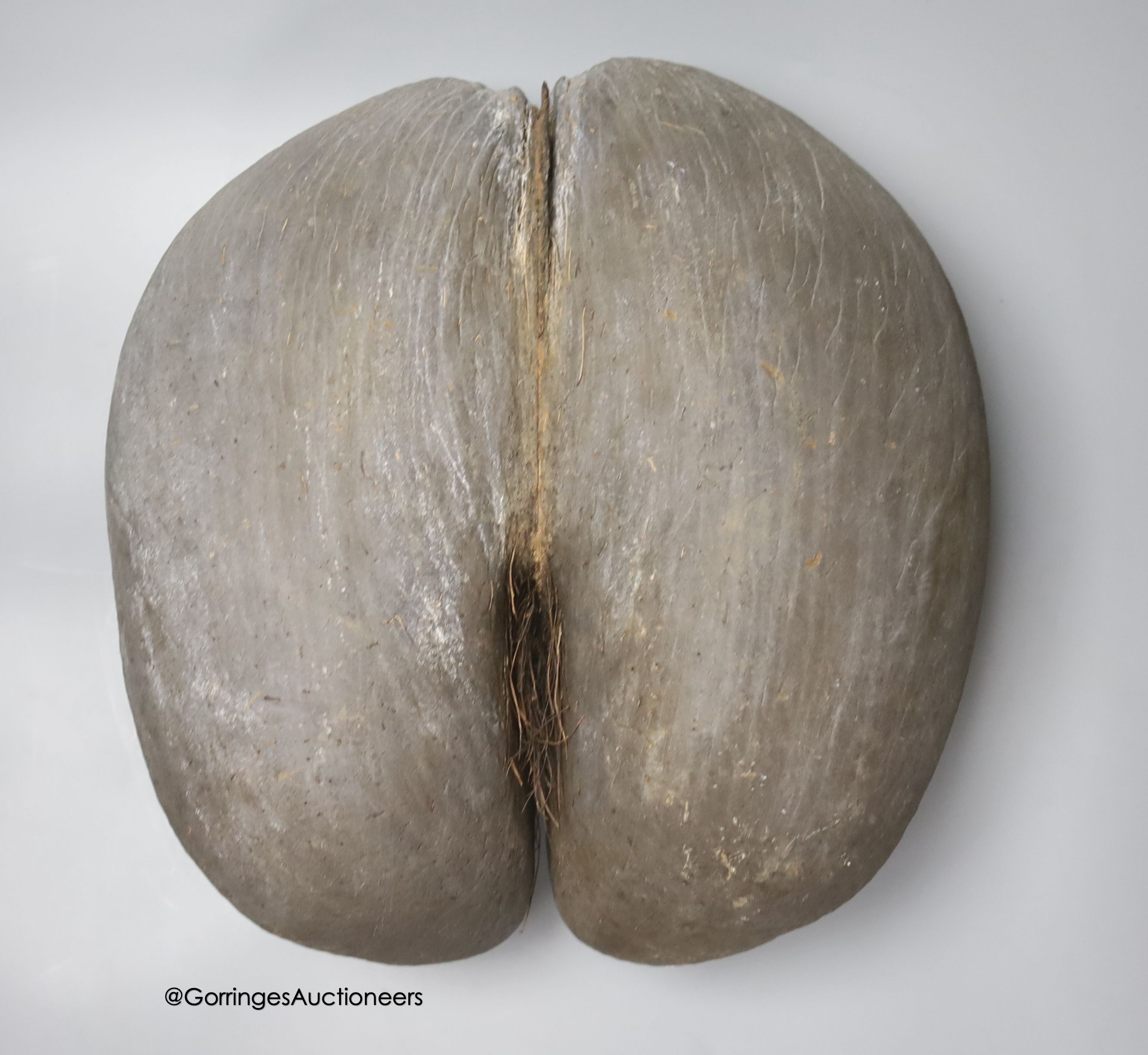 A large coco de mer, 34cm - Image 2 of 2