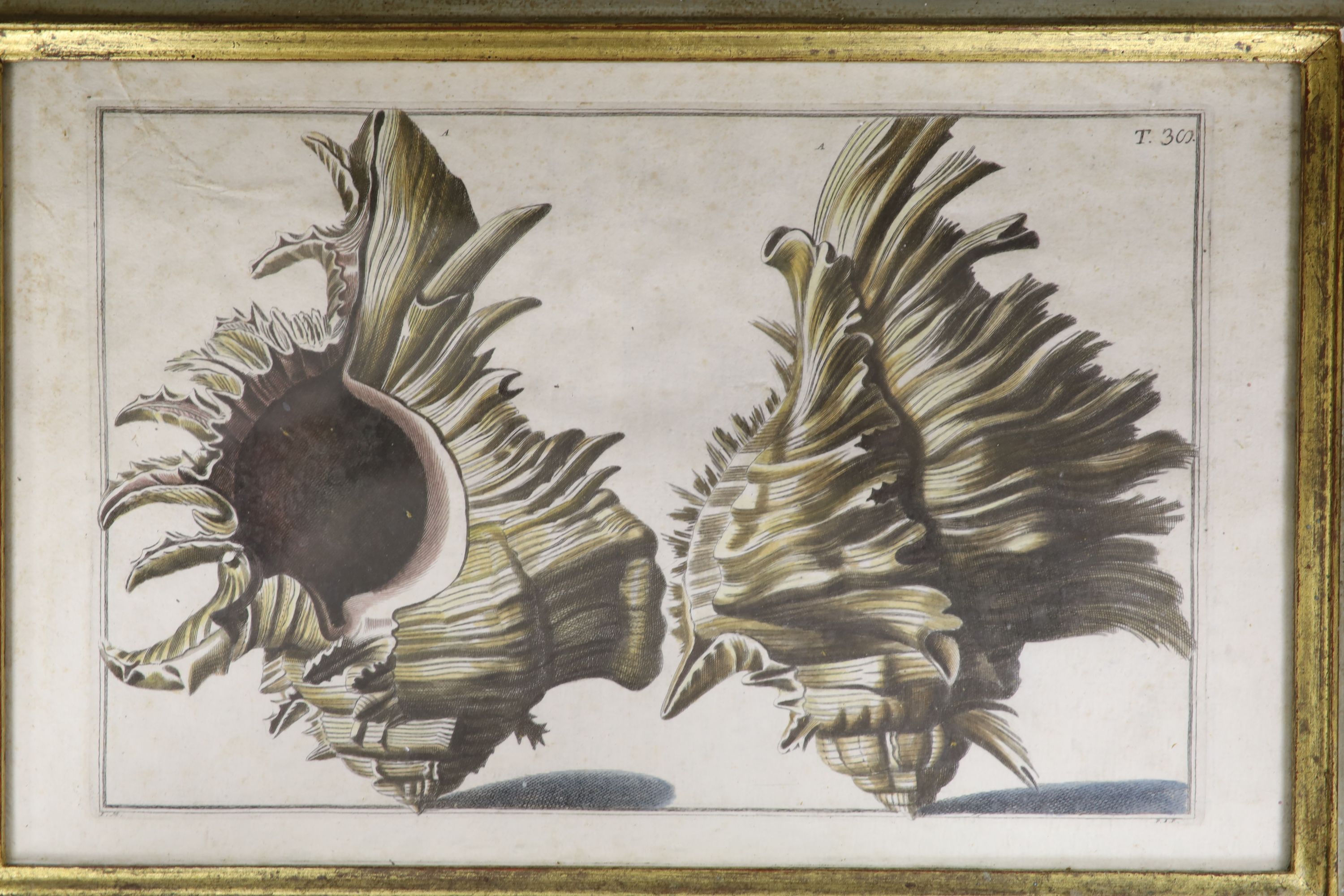 Pazzi after Menabuoni, four hand coloured engravings, Studies of shells, 41 x 26cm and a set of - Image 5 of 6