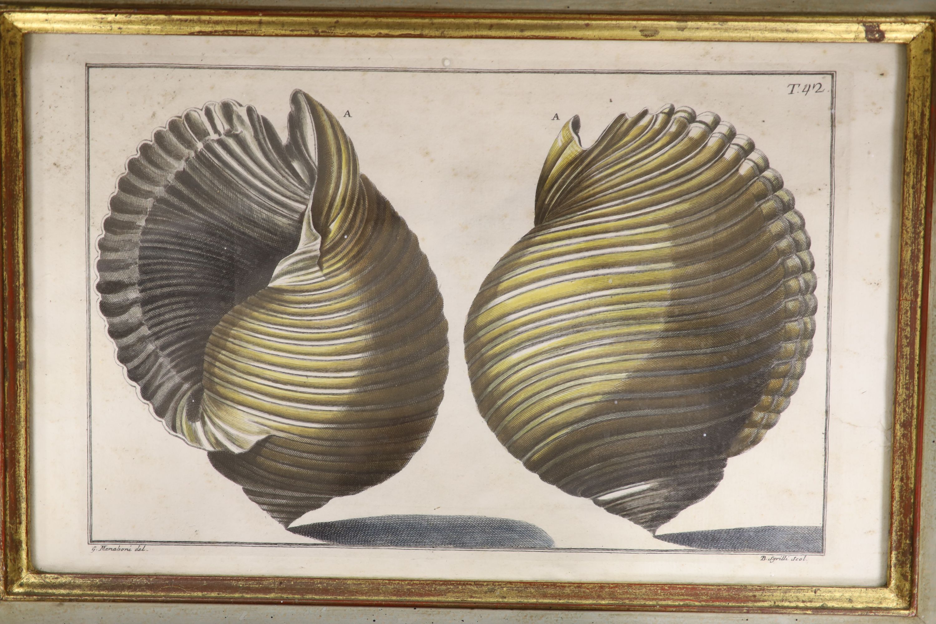 Pazzi after Menabuoni, four hand coloured engravings, Studies of shells, 41 x 26cm and a set of - Image 6 of 6