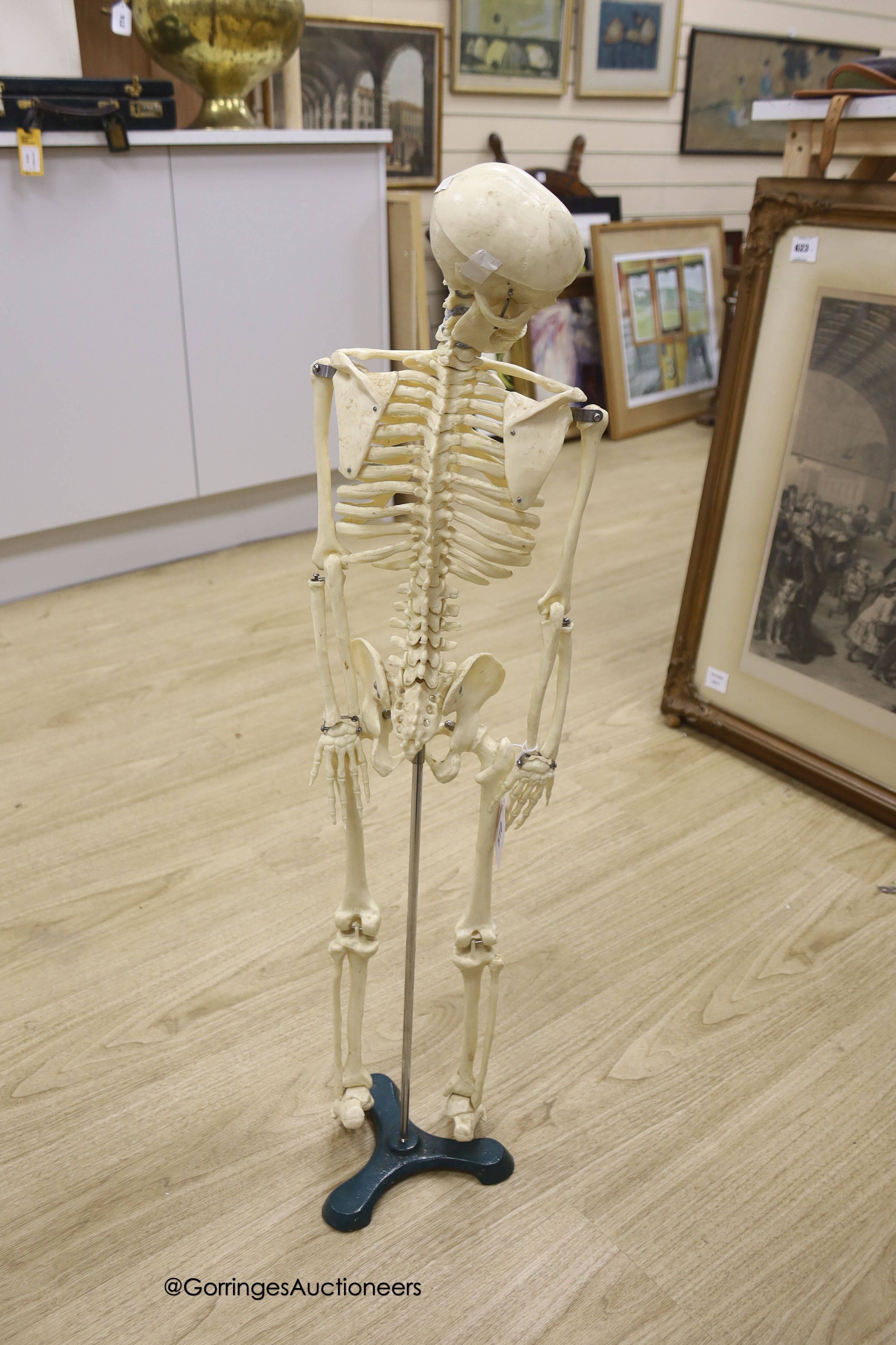 A moulded composition skeleton, 86cm - Image 3 of 3