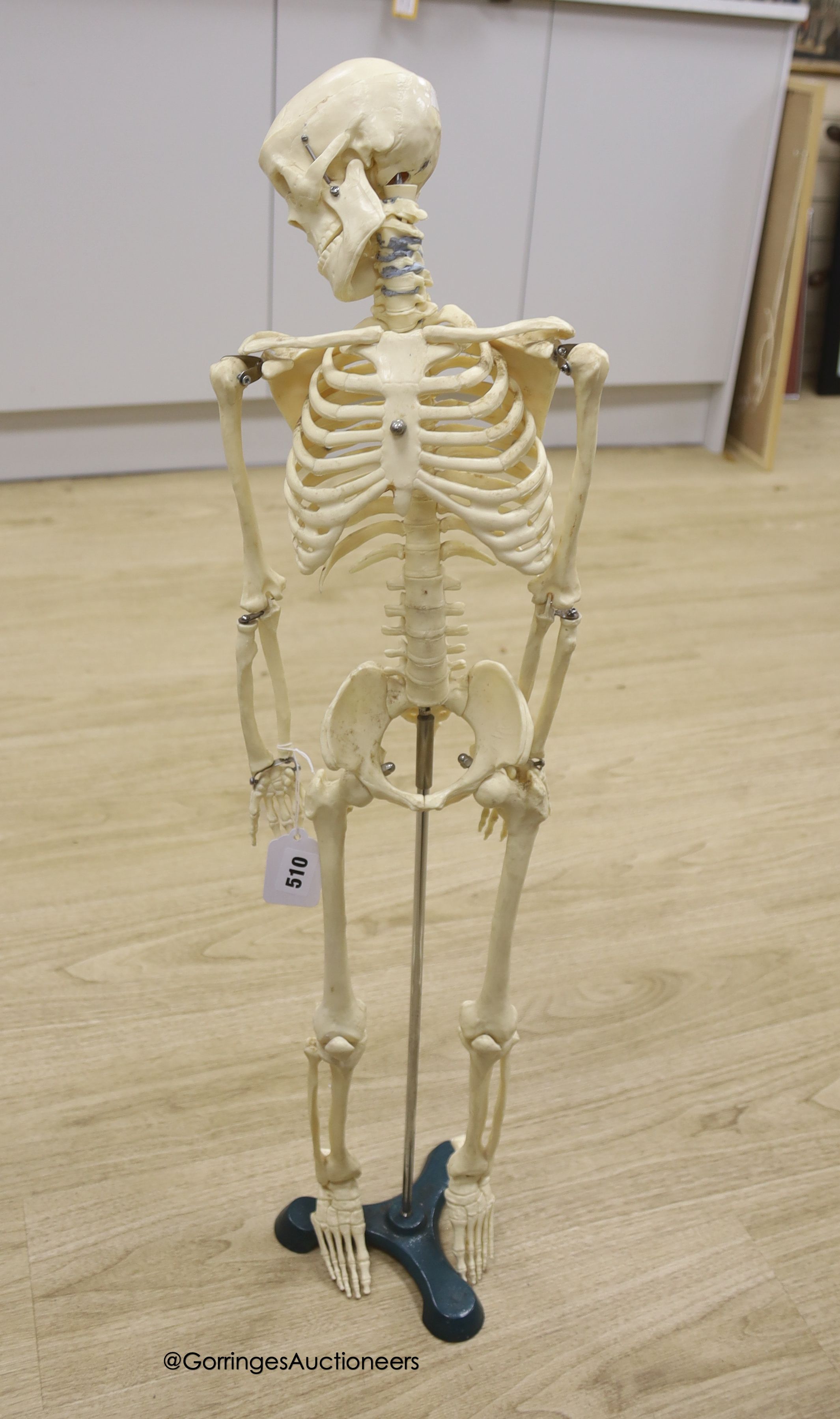 A moulded composition skeleton, 86cm