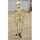 A moulded composition skeleton, 86cm