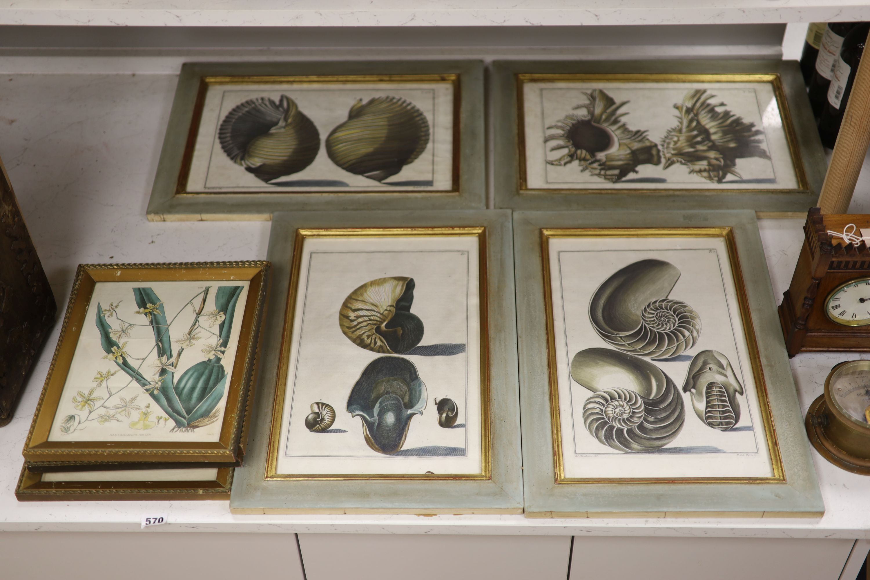 Pazzi after Menabuoni, four hand coloured engravings, Studies of shells, 41 x 26cm and a set of