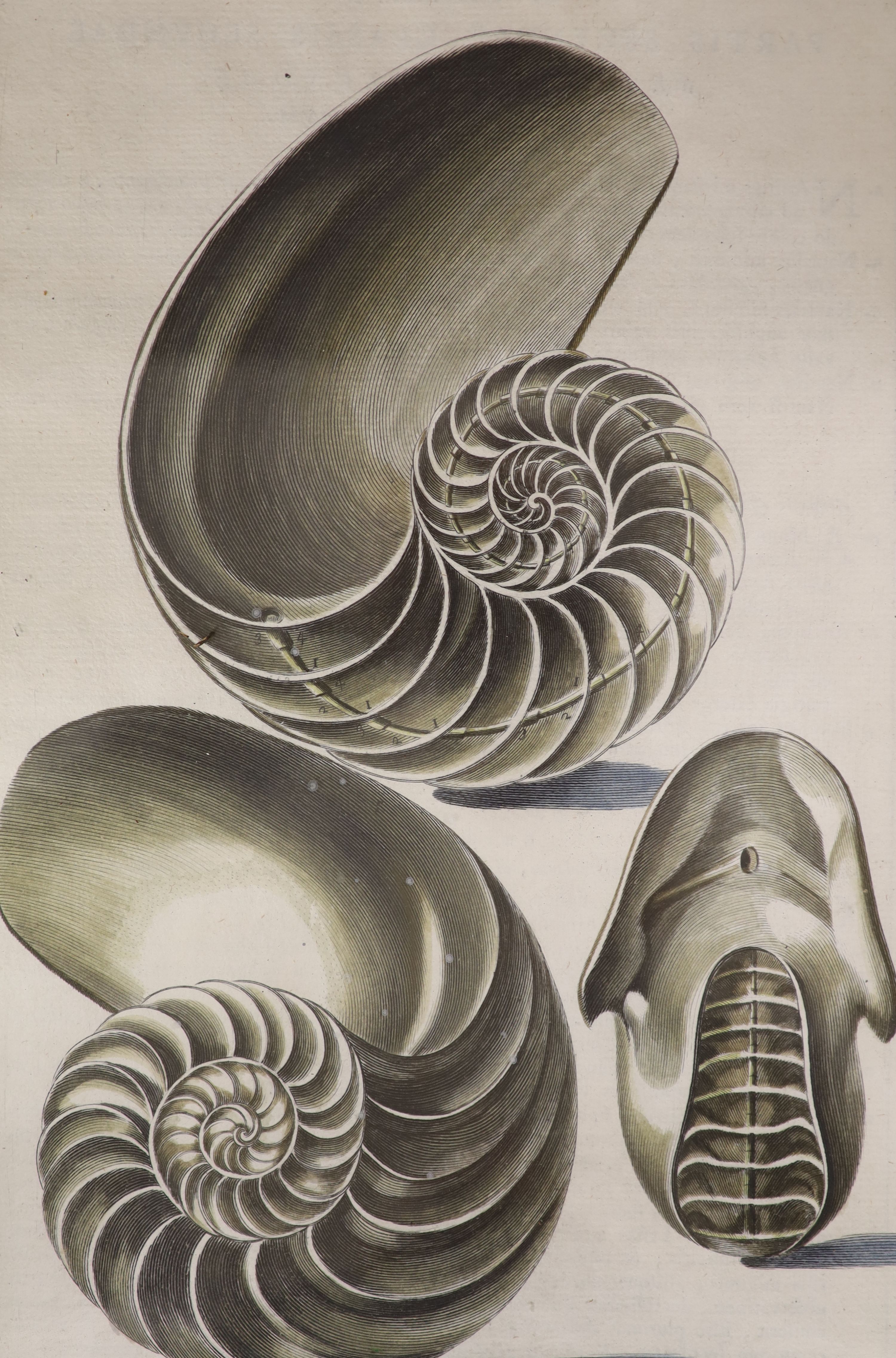 Pazzi after Menabuoni, four hand coloured engravings, Studies of shells, 41 x 26cm and a set of - Image 4 of 6