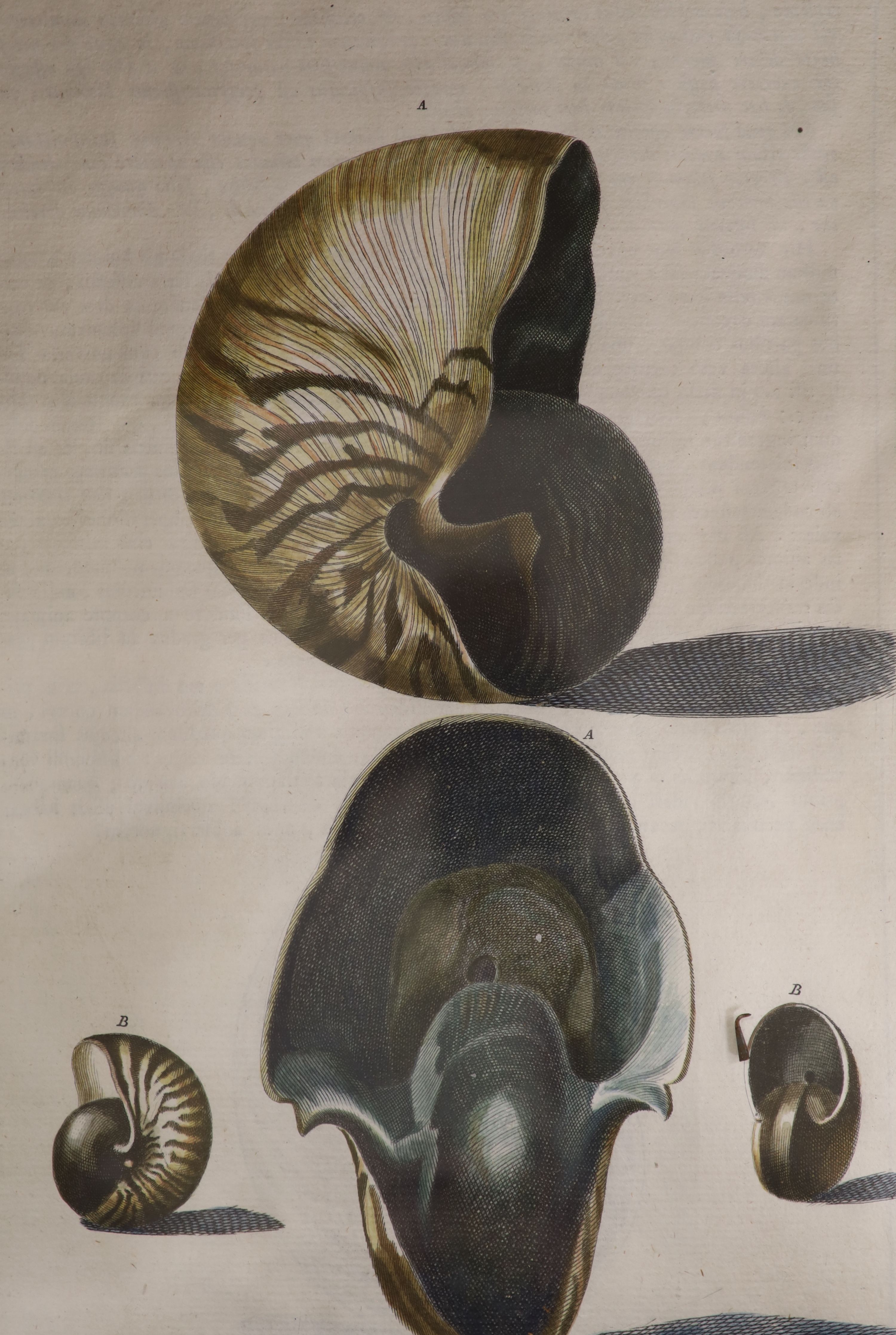 Pazzi after Menabuoni, four hand coloured engravings, Studies of shells, 41 x 26cm and a set of - Image 3 of 6