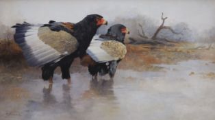 Tony Butler (1945-), oil on board, Startled Bateleur Eagles, signed with Tryon Gallery label verso,
