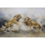 Tony Butler (1945-), oil on canvas, Fighting lions, signed, 96 x 144cm