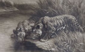 Herbert Thomas Dicksee (1862-1942), etching, - "Thirst", two tigers drinking from a river, signed