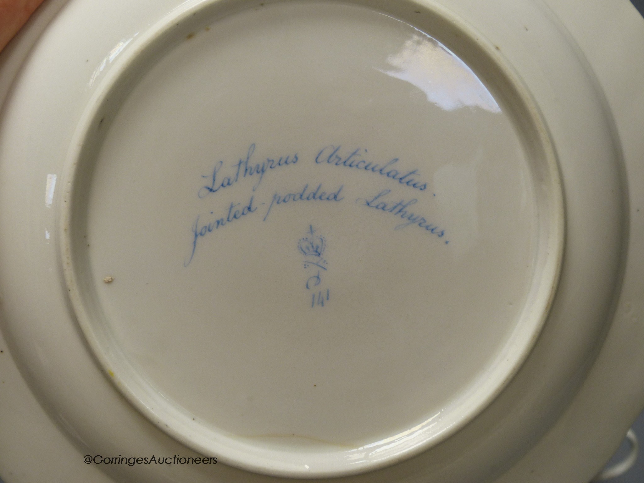 A Derby botanical plate painted with jointed prodded Lathyrus, titled, blue mark pattern 141, 22. - Image 4 of 4
