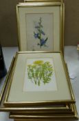 Fourteen Victorian hand coloured botanical engravings, largest 13 x 22cm