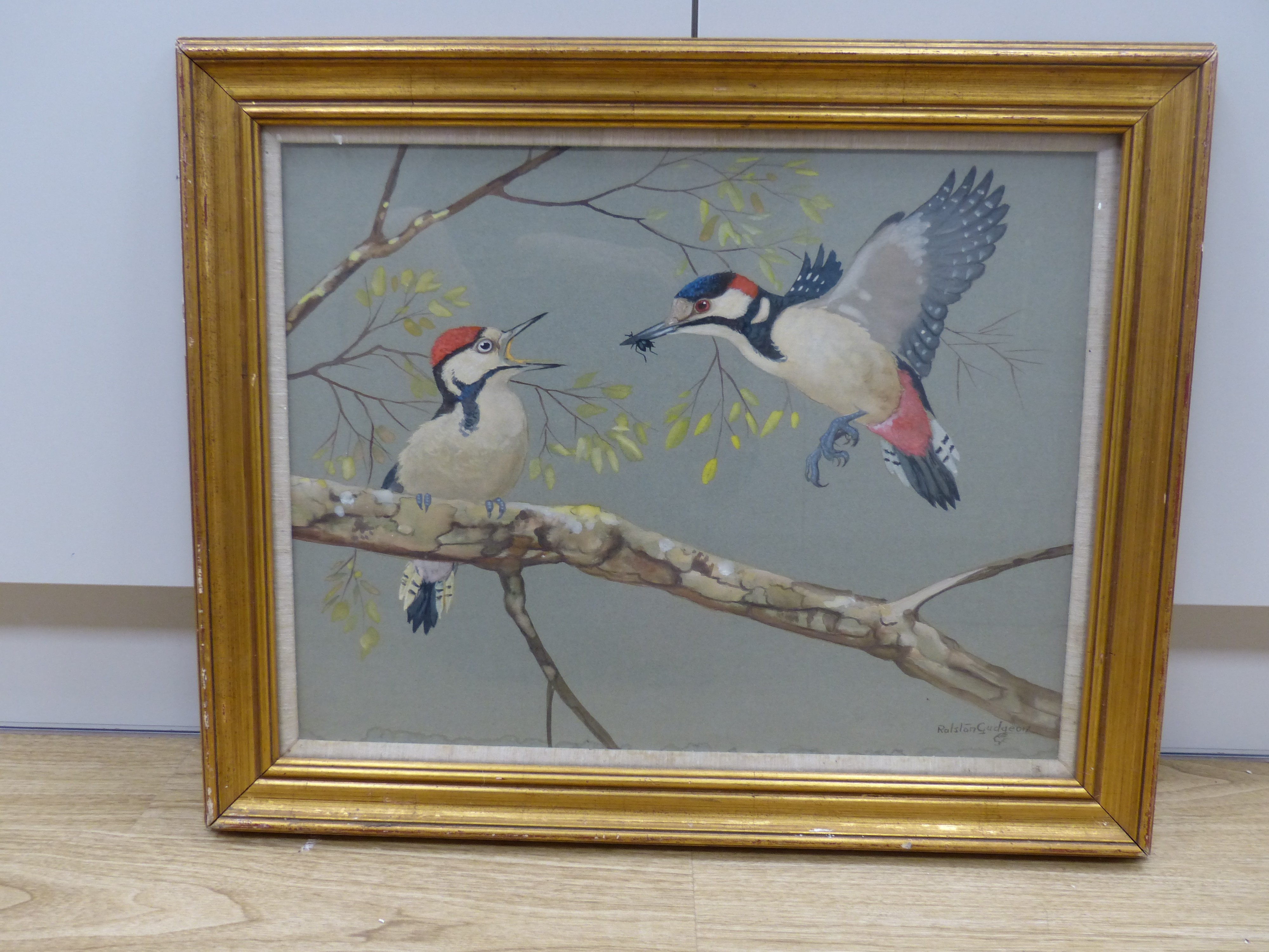 Ralston Gudgeon, watercolour and gouache, Spotted Woodpeckers, signed, 38 x 49cm - Image 2 of 4