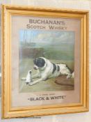 Buchanan's Scotch Whisky, 'black and white; a coloured advertising print. W-40, H-41cm.