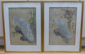 Japanese School, 20th century, a pair of works on silk, Studies of peacocks, 37 x 26cm