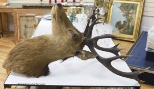 A large taxidermic 'Royal Stag' head, height 112cm
