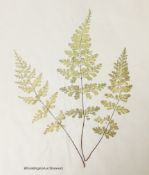 Early 20th century album of pressed fern specimens and leaves