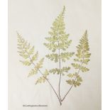 Early 20th century album of pressed fern specimens and leaves