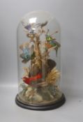 A Victorian taxidermic group of exotic birds, under a glass dome, height 46cm