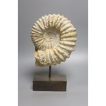 A simulated fossil ammonite, on stand, height 34cm