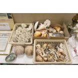 A large collection of assorted reef coral, tropical sea shell specimens etc.