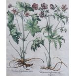 Basilius Baseler (1561-1629)Geranium Sangui narium, Geranium Muscatum in odorum, Geranium