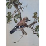 § Edwin Penny (1930-2016)Jay on an oak branchwatercoloursigned50 x 36cm.