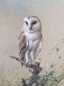 § Edwin Penny (1930-2016)Barn Owlwatercoloursigned51 x 37cm.