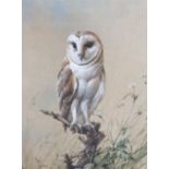 § Edwin Penny (1930-2016)Barn Owlwatercoloursigned51 x 37cm.