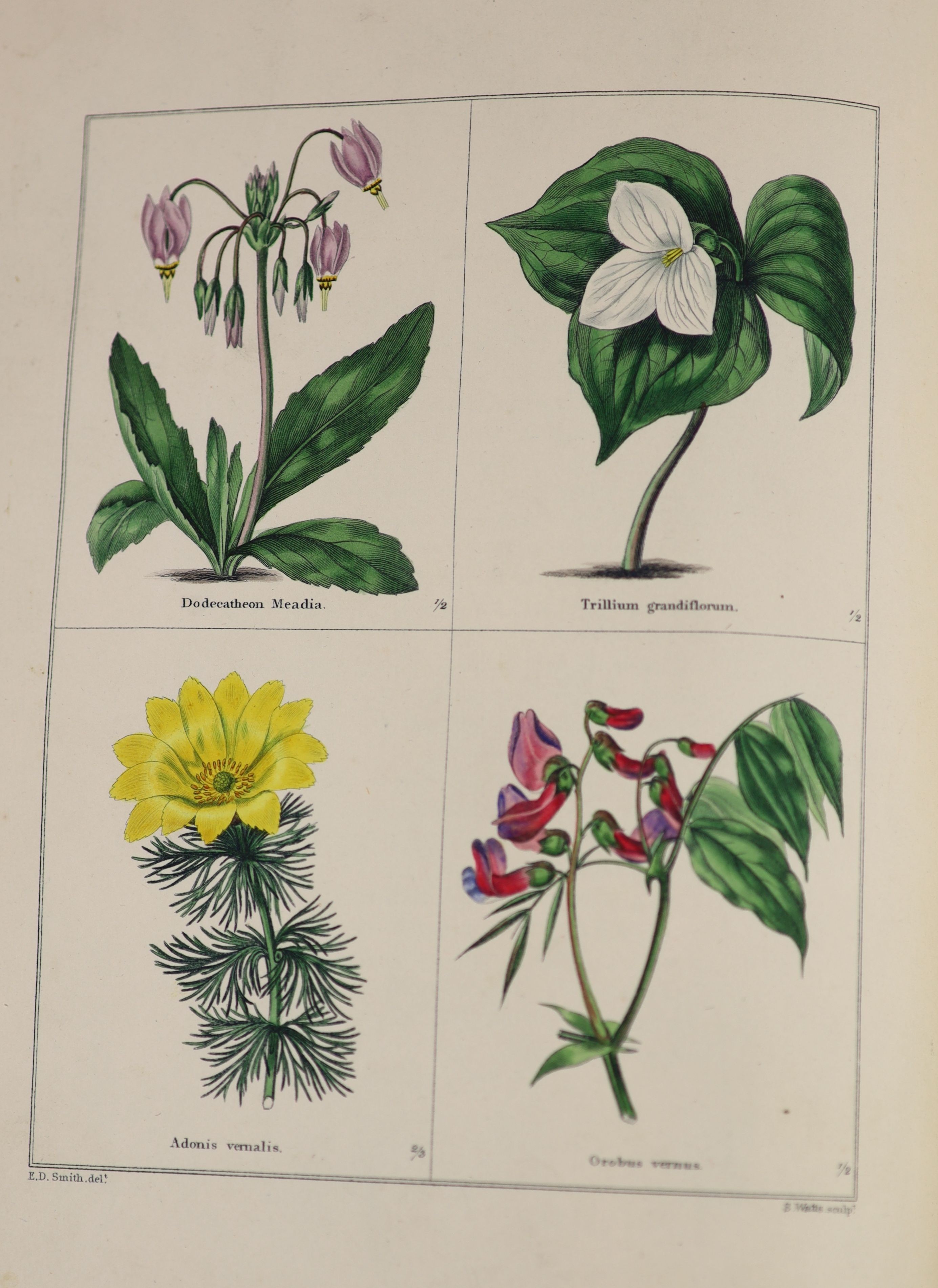 ° Botanic.... - Maund, Benjamin (editor) - The Botanic Garden, vols 1-21, in 13, qto, contemporary - Image 3 of 3